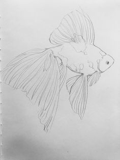 a pencil drawing of a goldfish