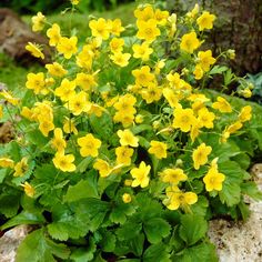 Goudaardbei - Alle vaste tuinplanten Planting Ideas, Yellow Flowers, Planting, Herbs, Van, Yellow, Plants, Flowers