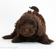 a brown dog laying on top of a white floor