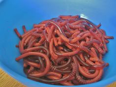 a blue bowl filled with worms sitting on top of a wooden table