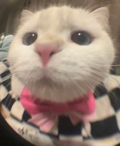 a close up of a cat wearing a pink bow tie and looking at the camera