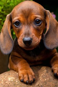 a small brown dog laying on top of a rock