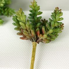 a close up of a plant on a white surface