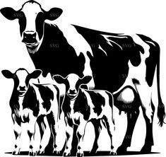 black and white image of cows standing next to each other in front of a white background