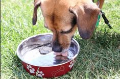 a dog is drinking water out of a bowl