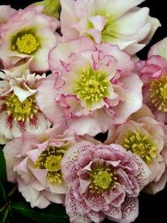 pink and white flowers with green centers on black background