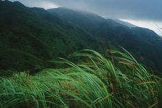 tall grass on the side of a mountain with clouds in the sky over it and mountains behind