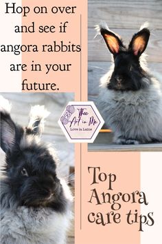 two rabbits sitting next to each other with the caption top anora cafe tips