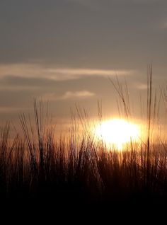 the sun is setting behind some tall grass