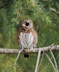 an owl is sitting on a branch with its mouth open and it's eyes wide open