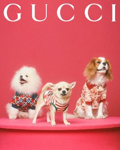 three small dogs wearing sweaters are sitting on a pink surface with the gucci logo in the background