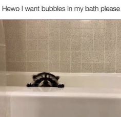 a raccoon in a bathtub with the caption, how i want bubbles in my bath please