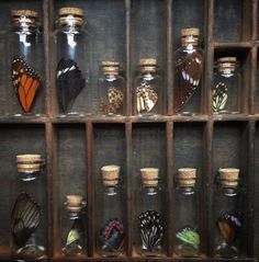 several glass jars filled with different types of butterflies on display in a wooden crated wall