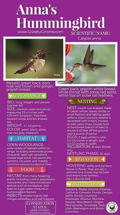 the front page of an animal's hummingbird identification manual, with pictures of birds on it