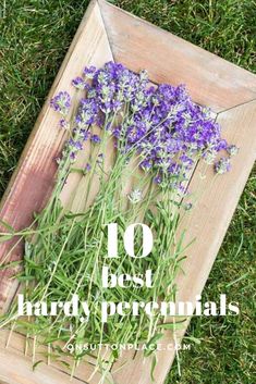 some purple flowers are sitting in the grass next to a wooden box with text overlay