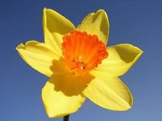 a single yellow and orange flower against a blue sky