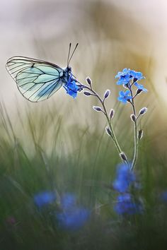 a blue butterfly sitting on top of a flower next to the words good morning written in green