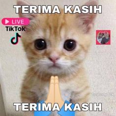 an orange kitten sitting on top of a white couch next to a hand with the caption terma kashi live tiktok