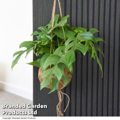 a green plant hanging from a wall