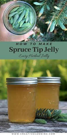 how to make spruce tip jelly easy homemade diy recipe for pineapples and fir trees