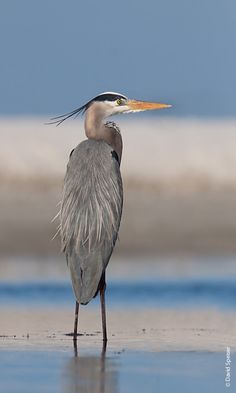 a bird standing on the beach with its long legs in the water and it's head turned to the side