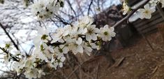 white flowers blooming on a tree branch in front of a brick wall and fence