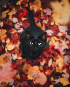 a black cat is sitting in the middle of autumn leaves and looking up at the camera