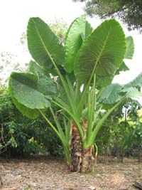 a large green plant growing out of the ground