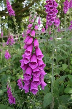 purple flowers are blooming in the garden