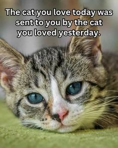 a cat laying on top of a green blanket next to a caption that reads, the cat you love today was sent to you by the cat you loved yesterday