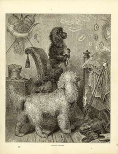 a dog standing on its hind legs in front of a chair and other items around it