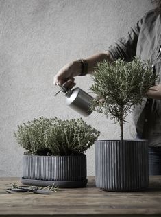 a woman is pouring tea into two potted plants