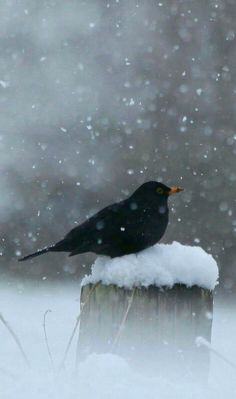 a black bird sitting on top of a wooden post in the snow