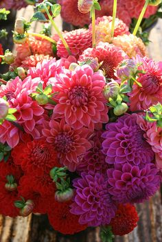 a bunch of flowers that are sitting on a table in front of each other,