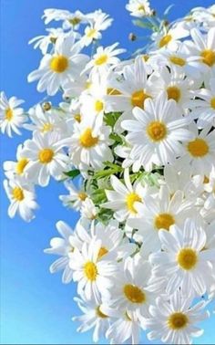 white and yellow flowers against a blue sky