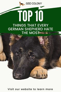 Sad German shepherd - TOP 10 things that EVERY German shepherd hates. German Shepherd Accessories, German Shepherd Dogs Photography, Australian German Shepherd, German Shepherd Photography, German Shepherd Facts, Puppy Things, Shepard Dog