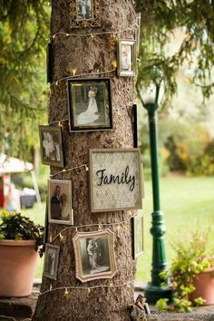 a family tree with pictures hanging on it's sides and lights strung from the branches