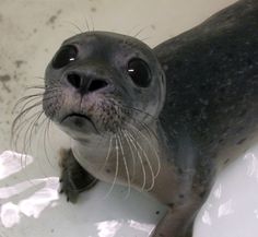 a seal is sitting in the bathtub with its mouth open and it's eyes wide open