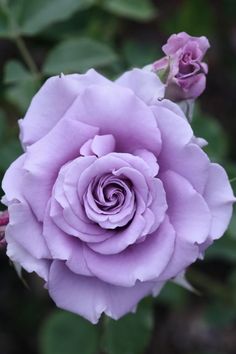 a purple rose is blooming in the garden