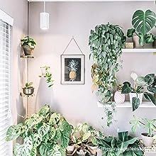 several houseplants are arranged on shelves in a room with white walls and windows