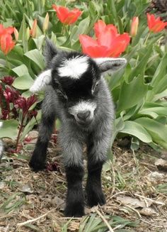 a small black and white baby goat standing in front of some red tulips