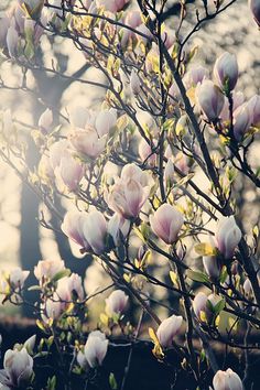 a tree with lots of white flowers in the sun shining through it's branches