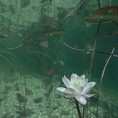 a white water lily floating on top of a lake surrounded by reeds and fish