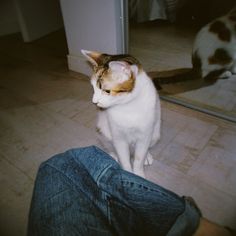 a cat sitting on the floor in front of a mirror