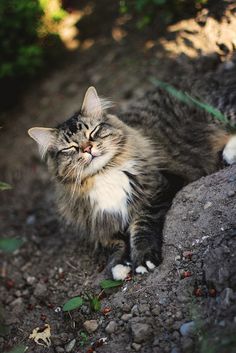 a cat laying on the ground with its eyes closed and it's head up