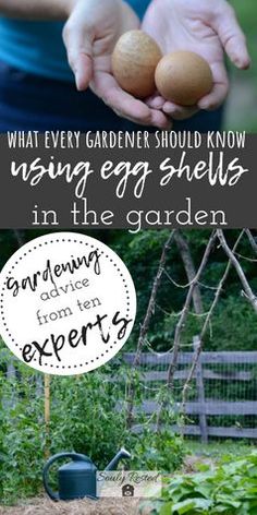 someone holding two eggs in their hands with the words, what every gardener should know using egg shells in the garden