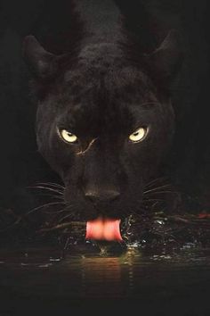 a black panther with its tongue out and water in front of it's face