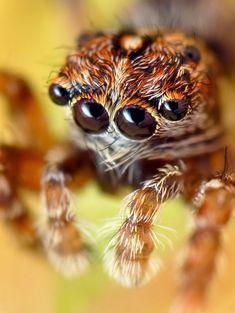 a close up view of a spider with eyes wide open, looking at the camera