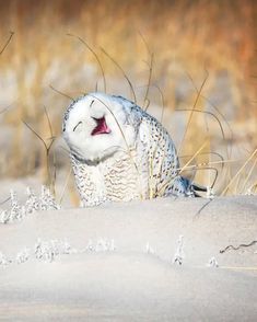 an owl with its mouth open sitting in the snow