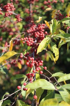 berries are growing on the branches of trees